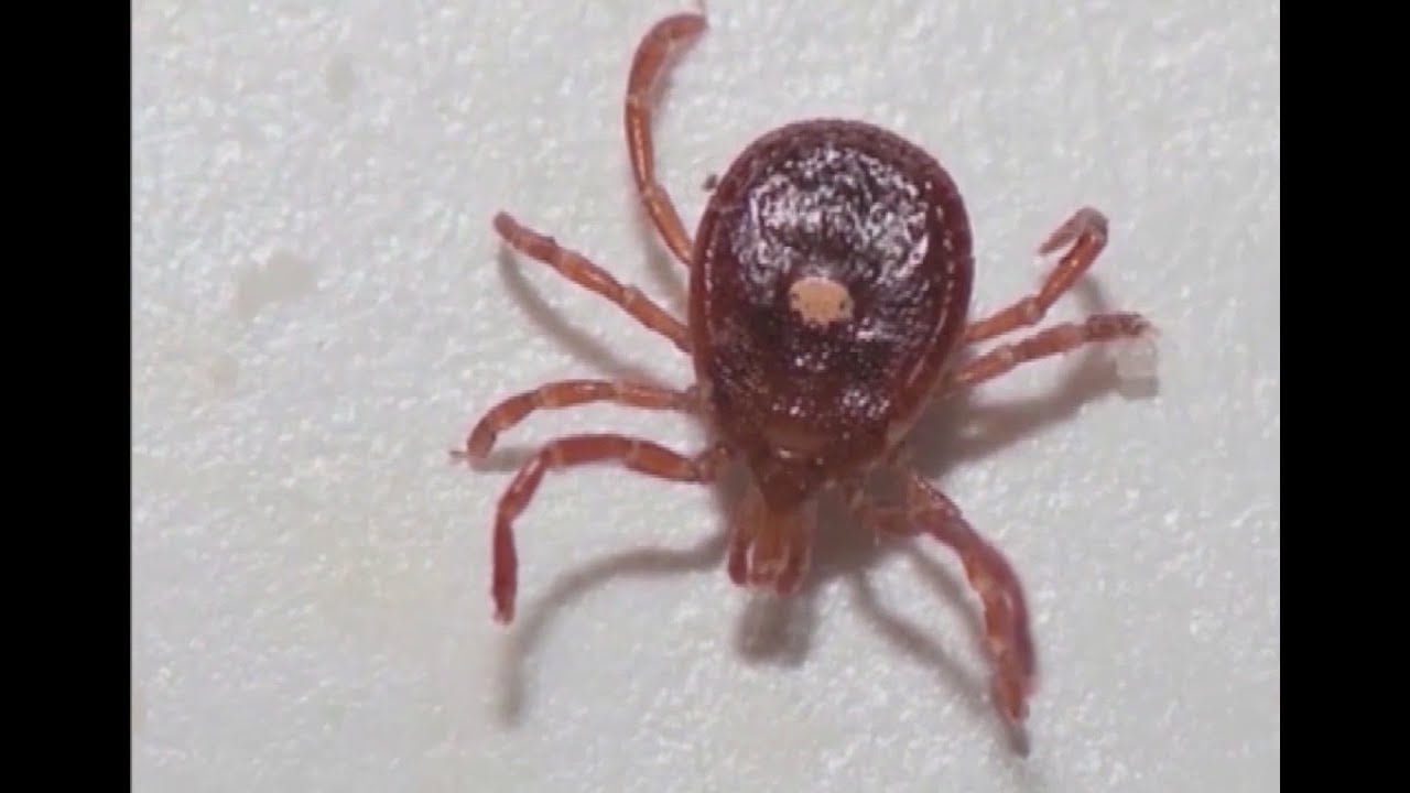 NJ man is first person to die from meat allergy contracted by tick bite, researchers believe