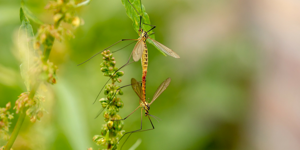 mosquitos