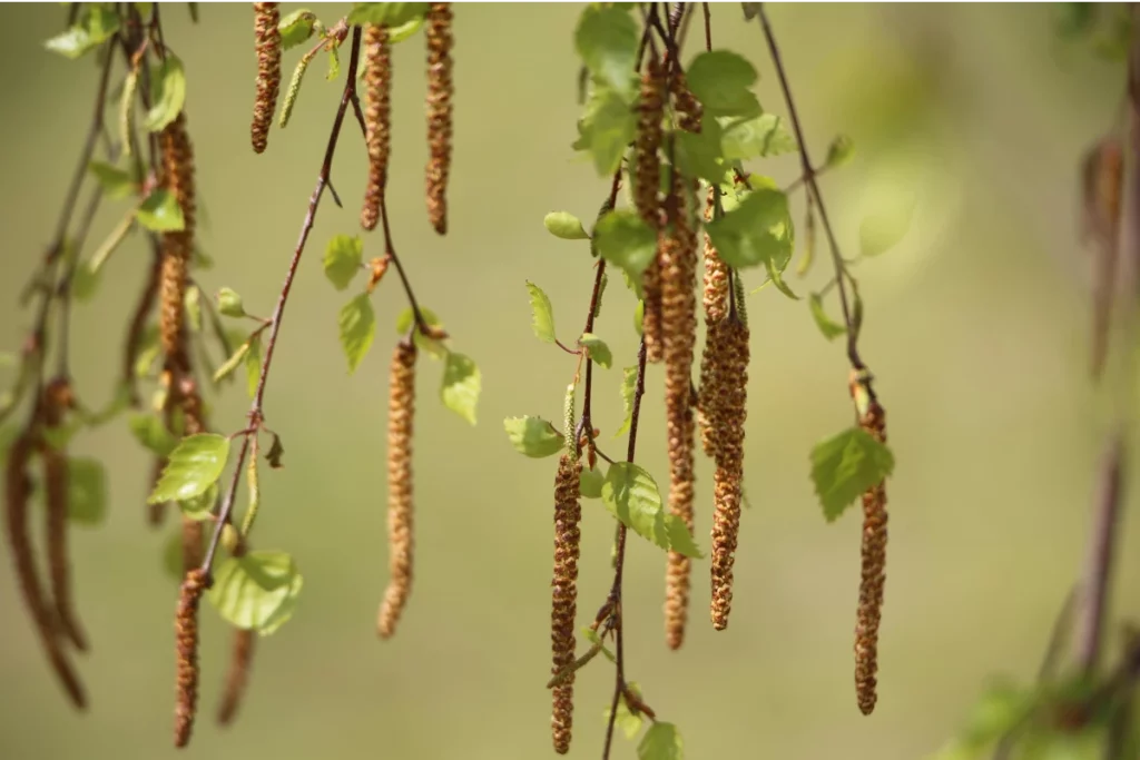 Birch Pollen