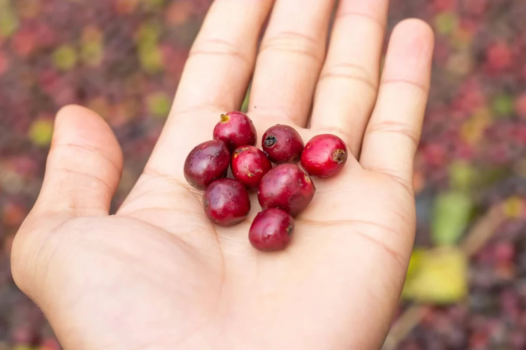 Cranberries