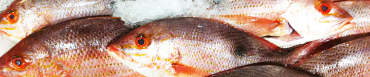 Fish Allergy Feature Image