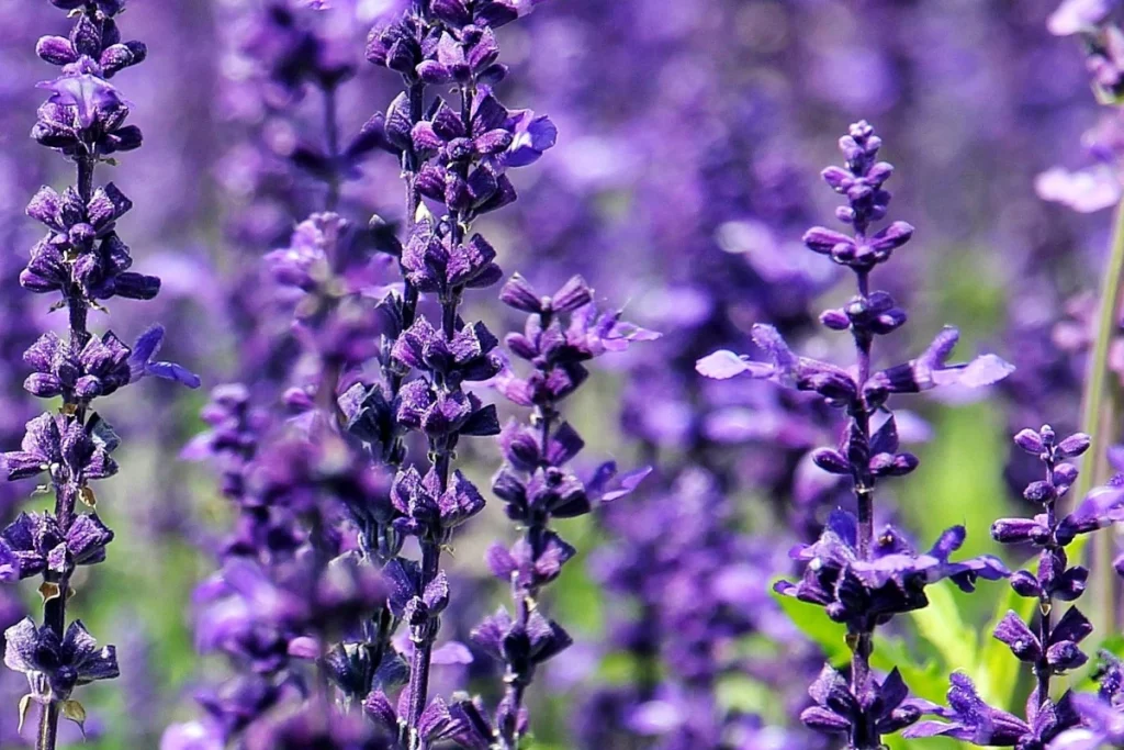 Lavender