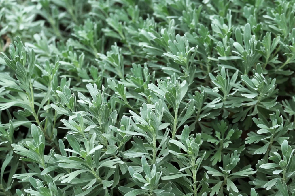 Mugwort Allergy